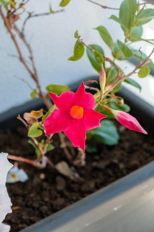 Guestready - A Sunny Delight In Funchal Leilighet Eksteriør bilde